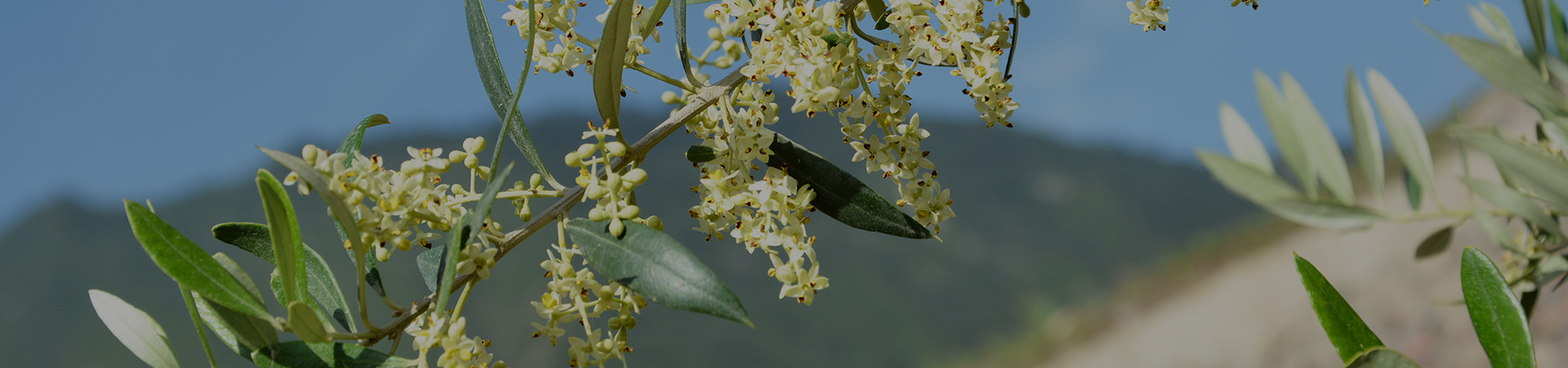 種植優(yōu)勢內頁大圖